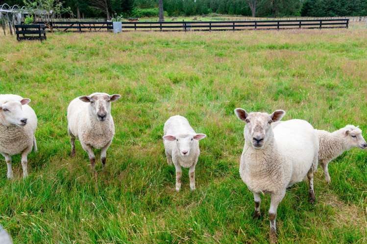 36 Dumfries Road Tokoroa_5