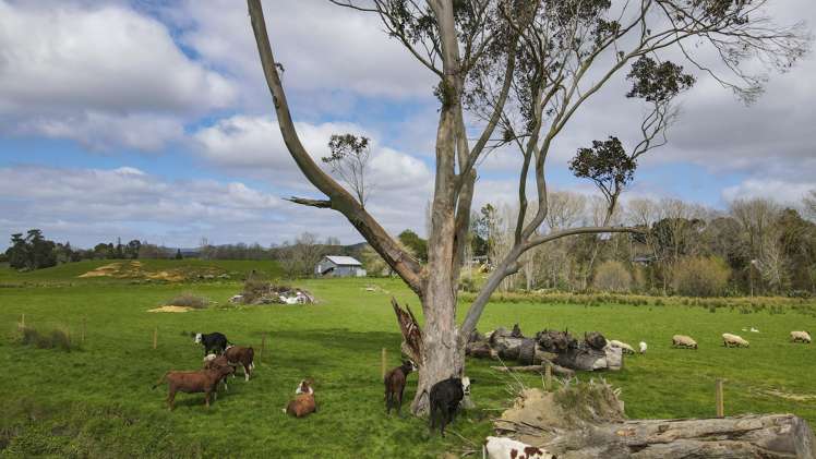 3629 State Highway 2 and Coxhead Road Mangatarata_22