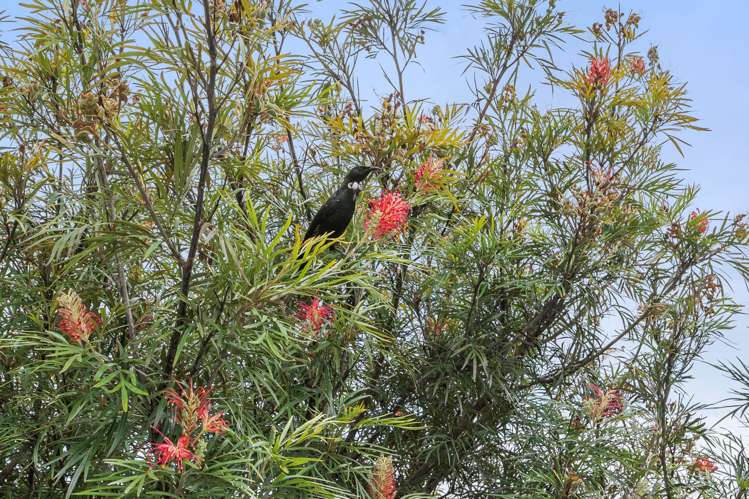 10 Frangipani Street Cable Bay_19