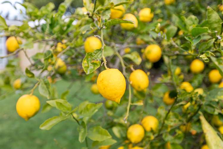 29a Doment Crescent Orewa_26