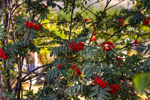 2 Matai Road Wanaka_3