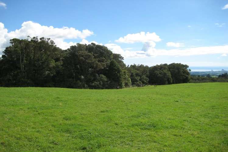 1113 Plymouth Road Koru_8