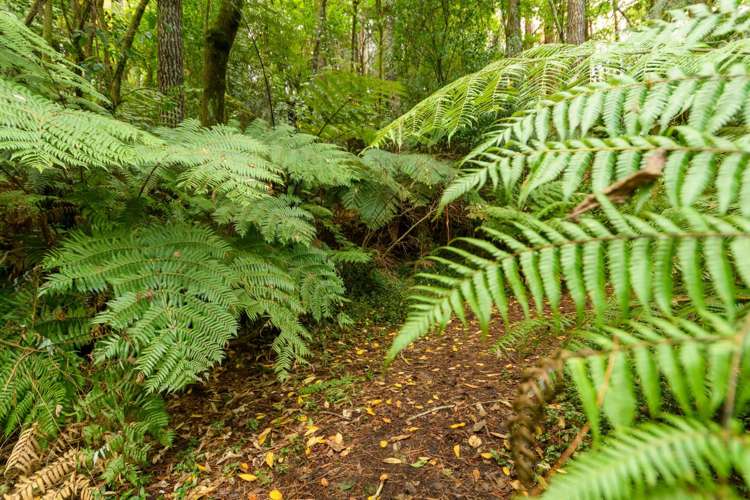 125 Boscabel Drive Ohauiti_8