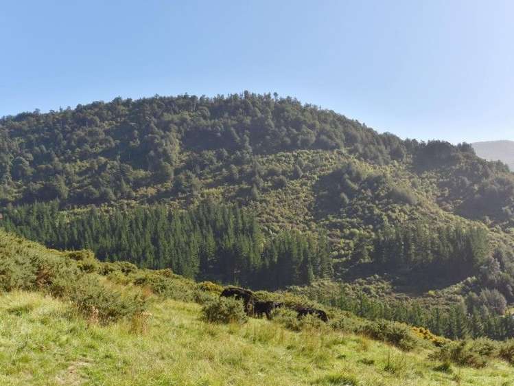 446 Glentui Bush Road Glentui_26