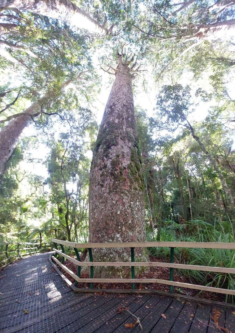 Lot 2/2084 Waiare Road Kaeo_29