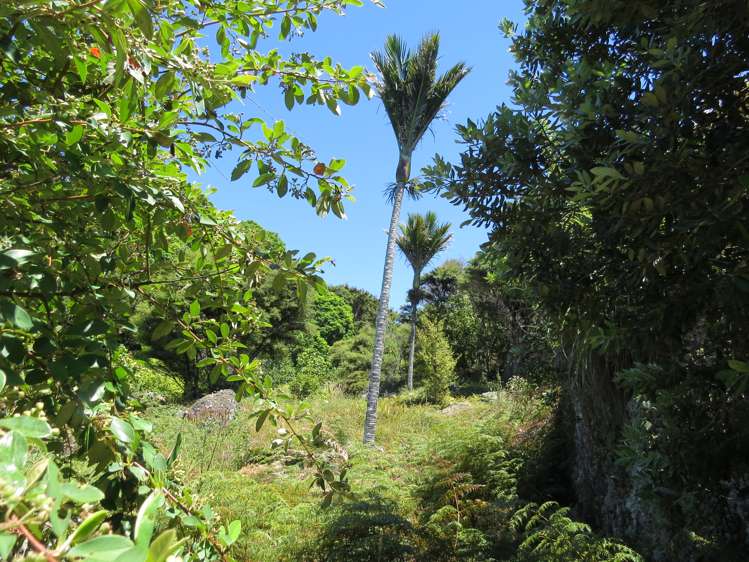 6 Boulder Bay Drive Coromandel_6