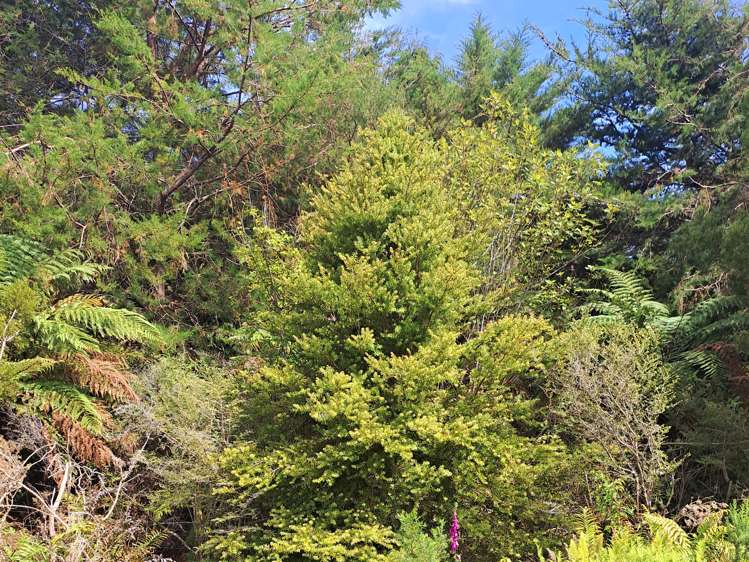 Virgin Flat Road Cape Foulwind_4