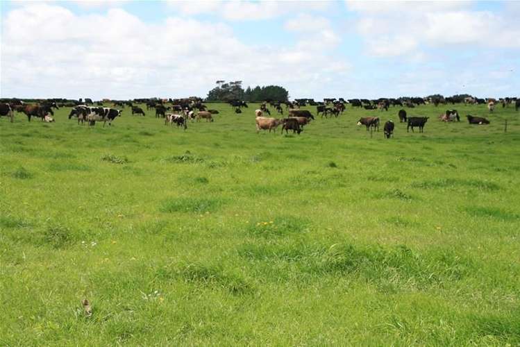 492 Manaia Road Manaia_10