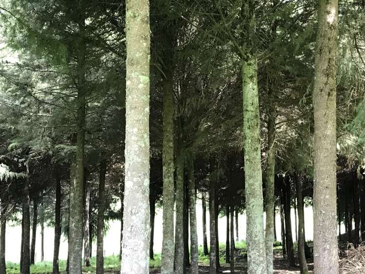 67 Tangye Road Oruanui_1