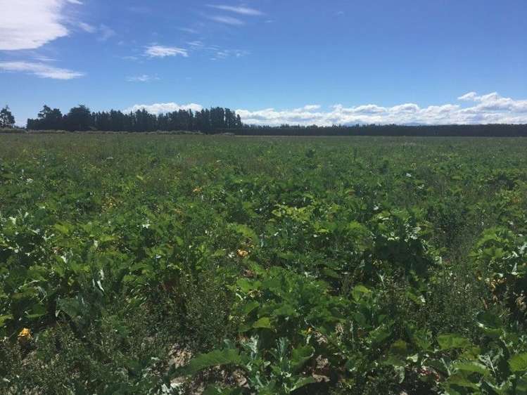 130 Mcleans Island Road Harewood_34