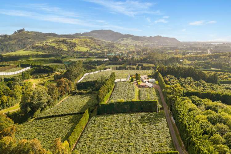 40 Woodland Road Tahawai_4