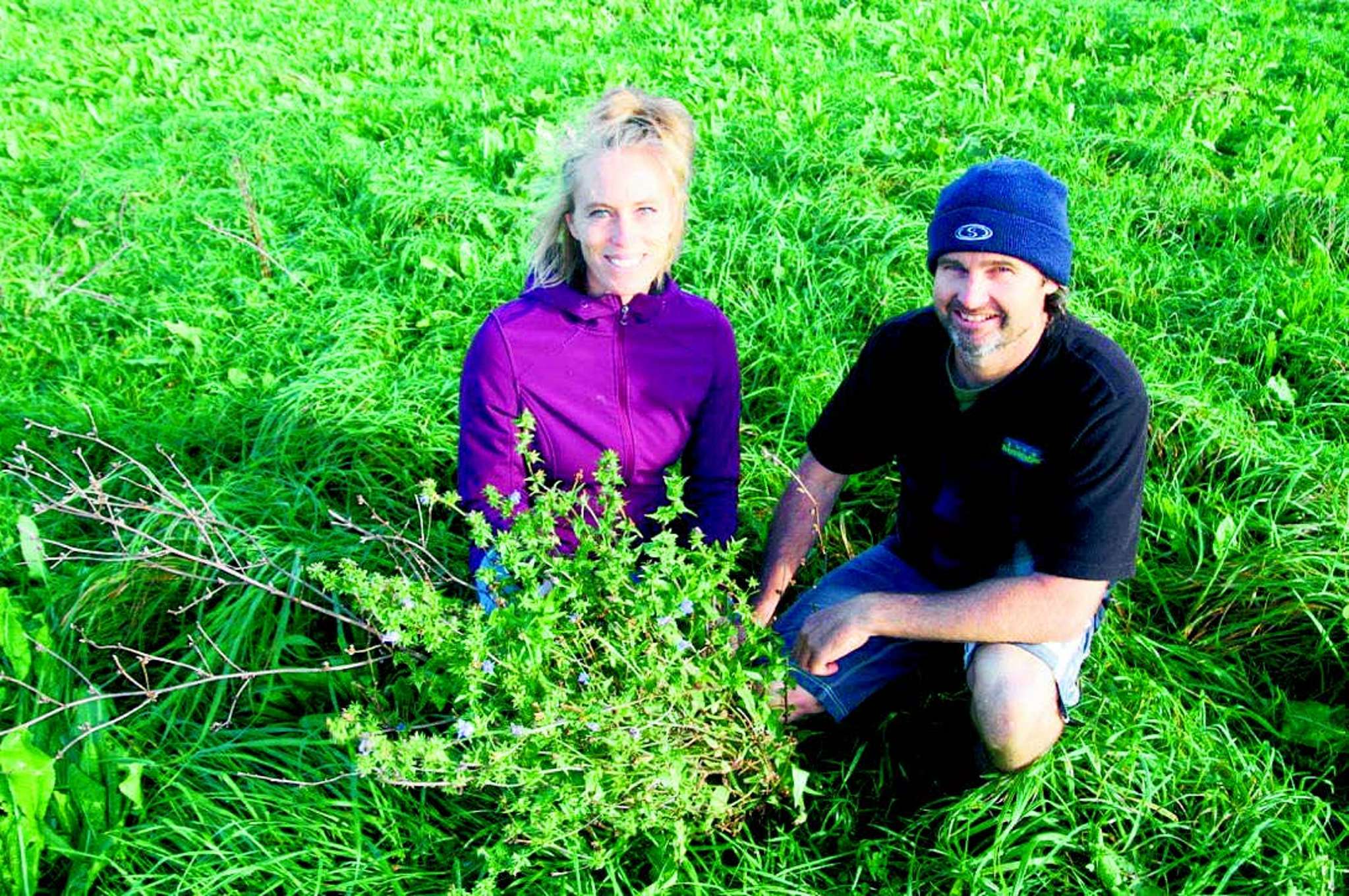 Pasture reset boosts beef operation