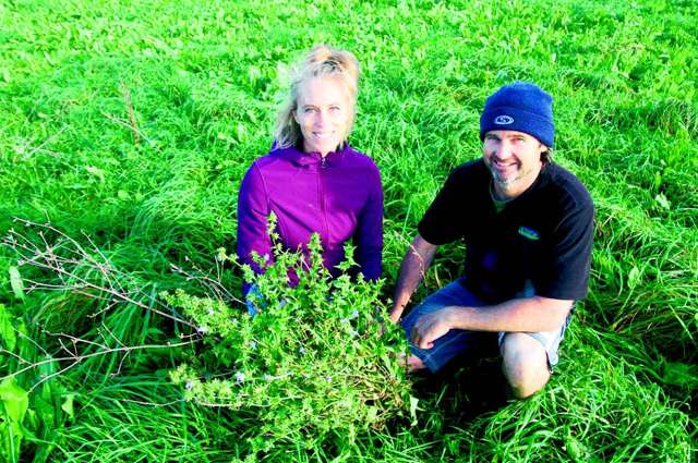 Pasture reset boosts beef operation