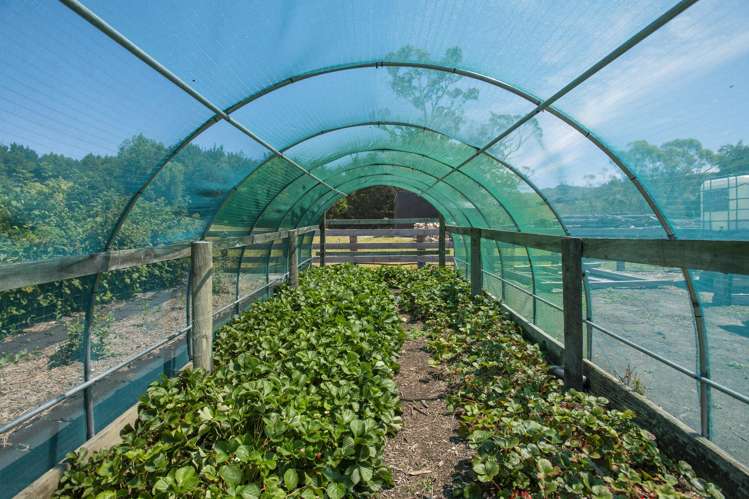 909A Wharekopae Road Ngatapa_18