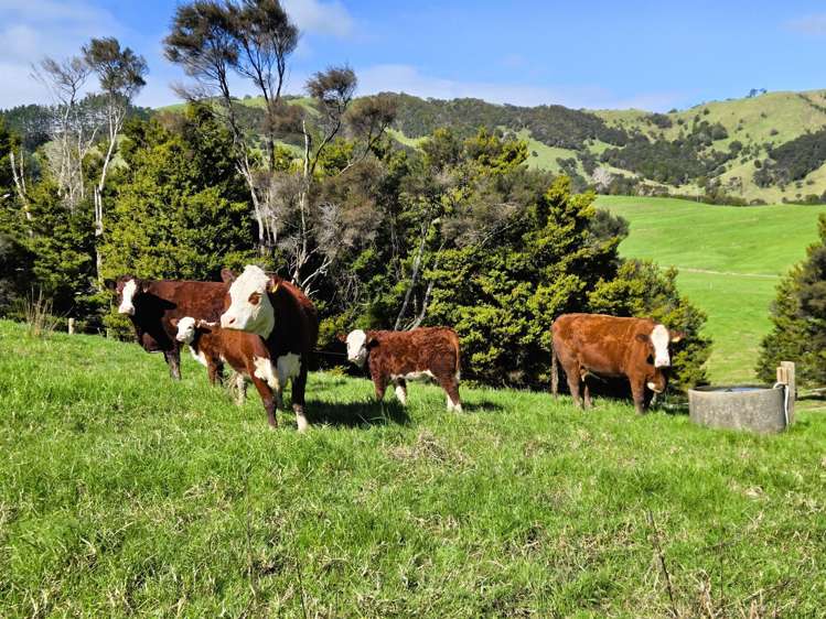 Whakahara Road Dargaville_10