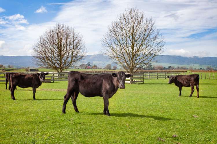 564 Taihoa South Road Matamata_16