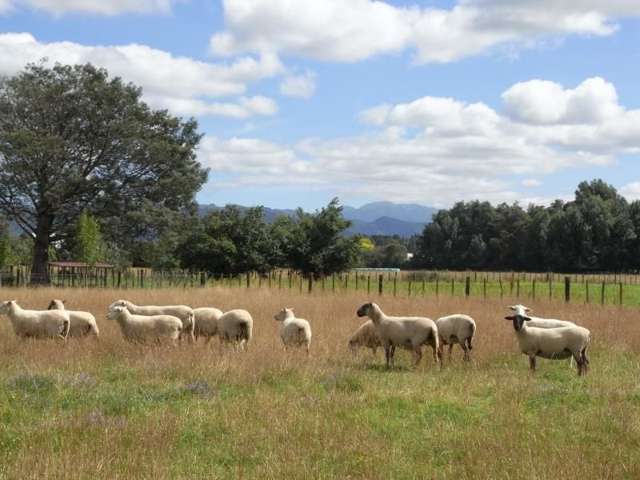 43b Jellicoe Street Greytown_3