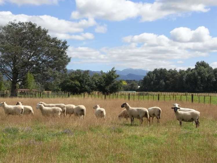 43b Jellicoe Street Greytown_3