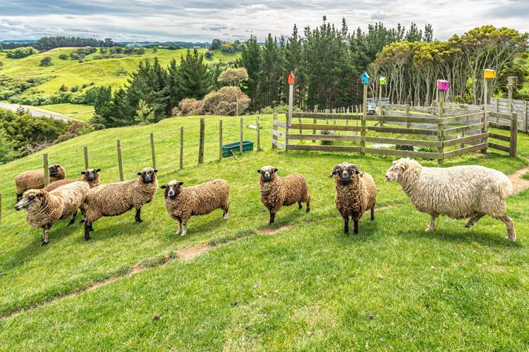 62A Mission Road Westmere_25