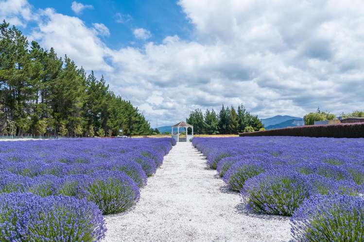 25 Bay End Rarangi_27