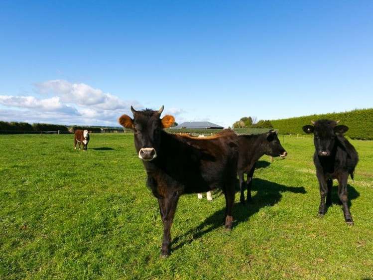 5881 Mountain Road Normanby_48