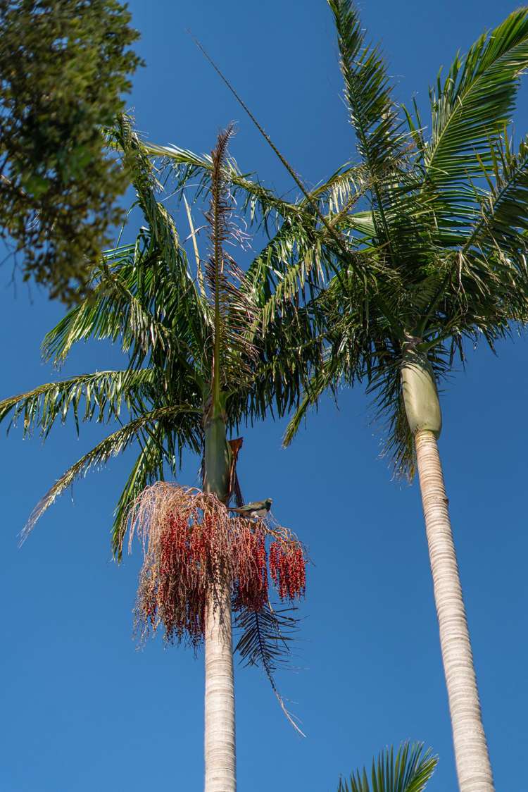 3 Wigmore Crescent Hahei_36