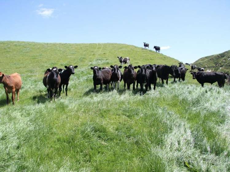 Otaraoa Road Tarata_3