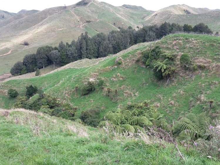 446 Stanley Road Te Popo_16