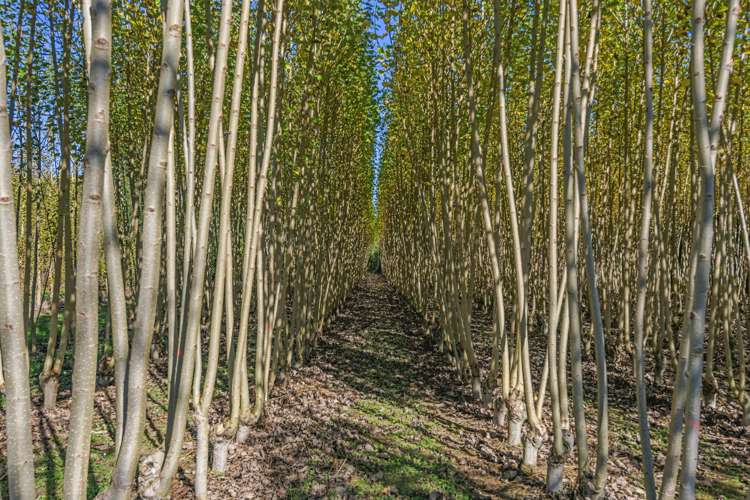 96 Engles Road Shannon_16