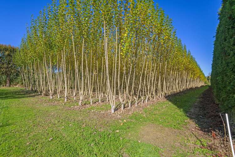 96 Engles Road Shannon_18