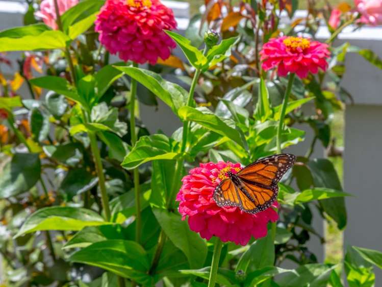 32 Jellicoe Street Greytown_18