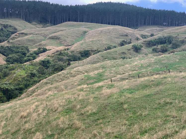 233 Goble Road Paeroa_7