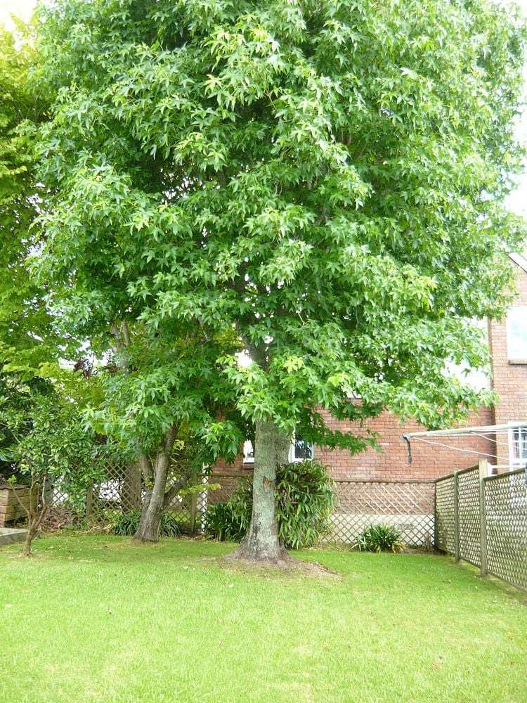 50 Golf Road New Lynn_12