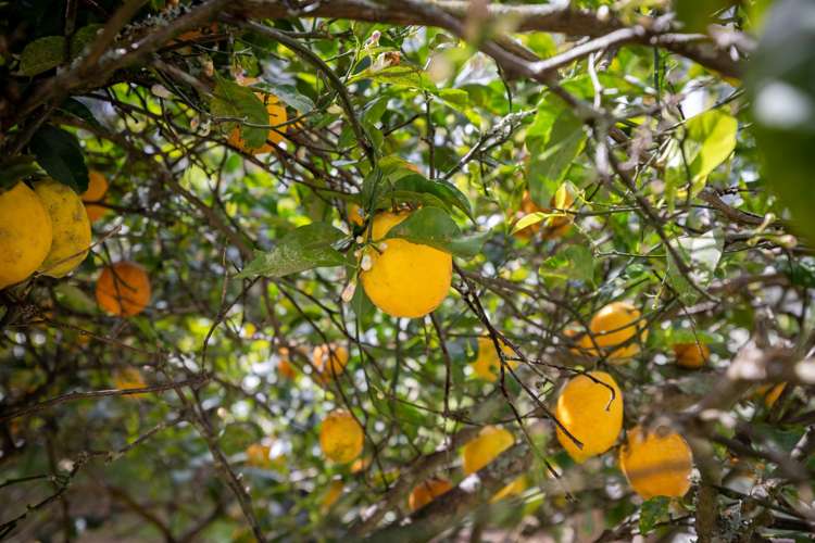 45 Plummer Road Whakamarama_31