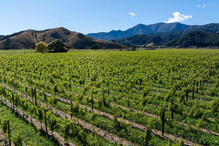 95 Speeds Road Koromiko_10