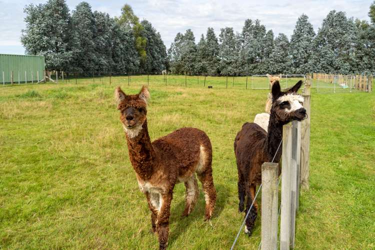 75 Andersons Line Carterton_16