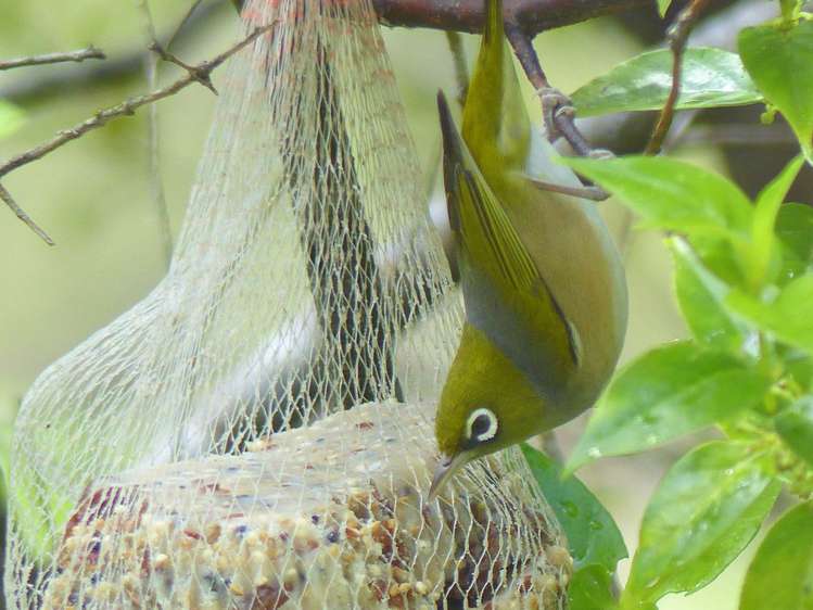 53 Kitewaho Road Swanson_50