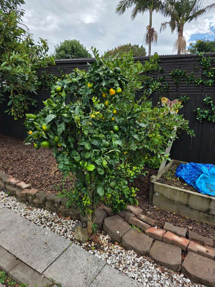 51 Wallace Road Papatoetoe_28