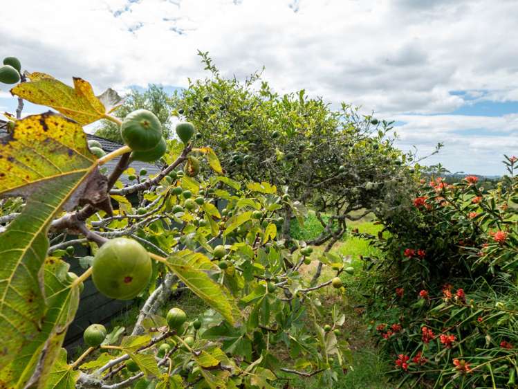 1188G State Highway 10 Kerikeri_21