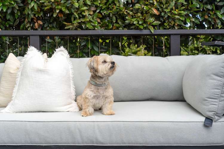 25 Burch Street Mount Albert_16