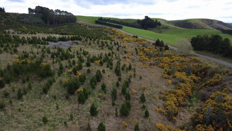 The Dasher Road Maraeweka_12