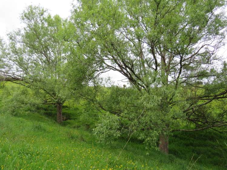 289 Franklin Road Paparoa_32