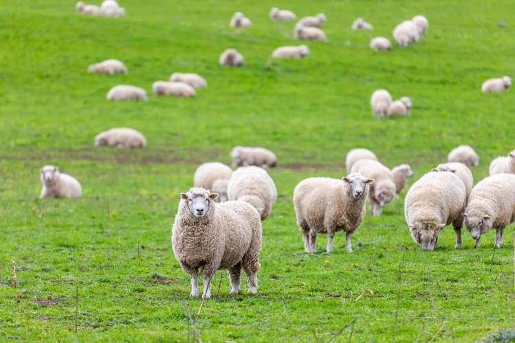Wairiri Road Glentunnel_13