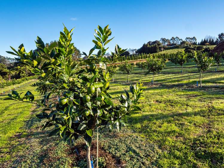 299b Whakamarama Road Whakamarama_25