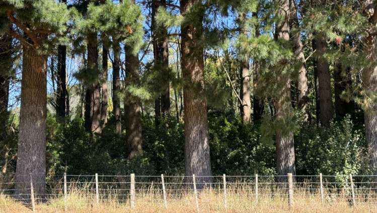 Waiohine Gorge Road Carterton_12