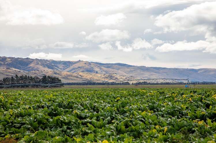 263 Puketoi Runs Road Puketoi_5