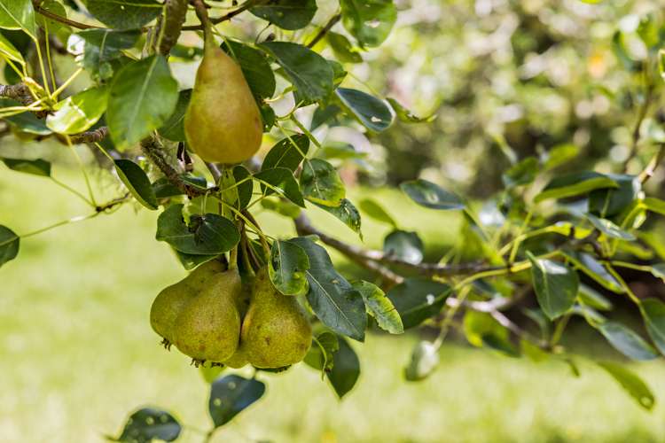 1021 Woodcocks Road Kaipara Flats_21