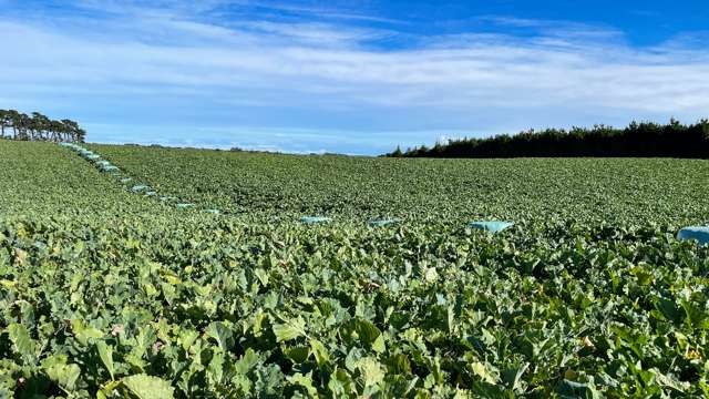 55 McGill Road Te Tipua_3