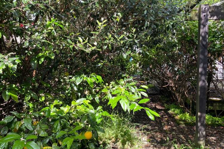 600 Cochrane Street Thames_11