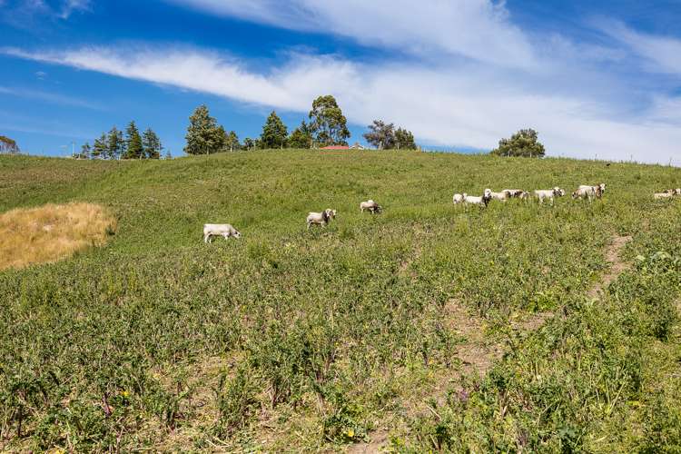 864 Hindon Road Hindon_17